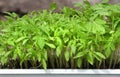 Tomato seedling in plastic tray. Young and juicy green tomato plants ready to be planted in garden Royalty Free Stock Photo