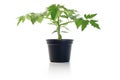 Tomato Seedling Potted Plant Royalty Free Stock Photo
