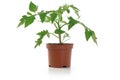 Tomato Seedling Potted Plant Royalty Free Stock Photo