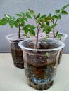 Tomato seedling propagated in glasses.