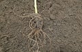 A tomato seedling roots. How to plant tomatoes concept