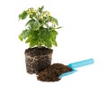 Tomato seedling with soil and garden trowel Royalty Free Stock Photo