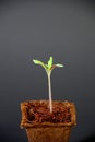 Tomato Seedling (Solanum Lycopersicum) Royalty Free Stock Photo
