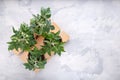 Tomato seedling sprouts in the peat pots. Gardening concept. Top view Royalty Free Stock Photo