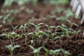 Tomato seedling