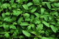 Tomato seedlings. Royalty Free Stock Photo