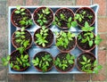 Tomato Seedlings Royalty Free Stock Photo