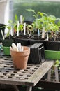 Tomato seedlings