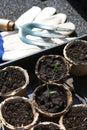 Tomato seedlings Royalty Free Stock Photo