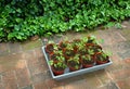 Tomato Seedlings for Garden Royalty Free Stock Photo