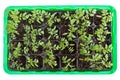 Tomato seedlings in germination tray Royalty Free Stock Photo