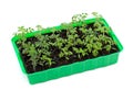 Tomato seedlings in germination tray