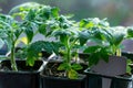 Tomato Seedlings grow up on window sill