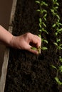 Tomato seedlings are growing in black soil. Small green tomato sprouts are grown at home in ecological conditions for kitchen.