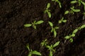 Tomato seedlings are growing in black soil view from the top. Small green tomato sprouts closeup are grown at home.