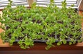 Tomato seedlings growing in plastic container on windowsill.