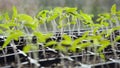 Tomato seedlings growing in a plastic multitray on a sunny windowsill Royalty Free Stock Photo