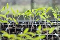 Tomato seedlings growing in a plastic multitray on a sunny windowsill Royalty Free Stock Photo