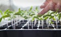 Tomato seedlings growing in a plastic multitray on a sunny windowsill Royalty Free Stock Photo