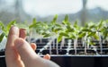 Tomato seedlings growing in a plastic multitray on a sunny windowsill