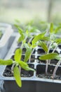 Tomato seedlings growing in a plastic multitray on a sunny windowsill Royalty Free Stock Photo