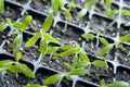 Tomato seedlings growing in a plastic multitray on a sunny windowsill Royalty Free Stock Photo