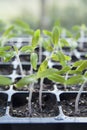 Tomato seedlings growing in a plastic multitray on a sunny windowsill Royalty Free Stock Photo