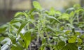 Tomato seedlings growing in a plastic multitray on a sunny windowsill Royalty Free Stock Photo