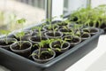 Tomato seedlings growing in a plastic multitray on a sunny windowsill Royalty Free Stock Photo