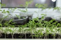 Tomato seedlings growing in a plastic multitray on a sunny windowsill Royalty Free Stock Photo