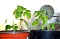 Silhouettes of tomato seedlings and window thermometer on the background with setting sun. Royalty Free Stock Photo