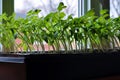 Tomato seedlings growing towards the sunlight on windowsill. Royalty Free Stock Photo