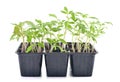Tomato seedlings isolated Royalty Free Stock Photo