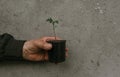 Grandfather holds in his old wrinkled hand a black pot with a green plant Royalty Free Stock Photo