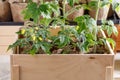Tomato seedlings in peat pots. Green sprouts in wooden box. Gardening concept Royalty Free Stock Photo