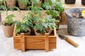 Tomato seedlings in peat pots. Green sprouts in wooden box. Gardening concept Royalty Free Stock Photo