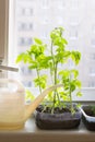 Tomato seedlings plants in plastic pots and watering can Royalty Free Stock Photo