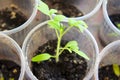 The tomato seedlings in plastic cups closeup Royalty Free Stock Photo