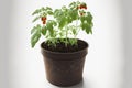 Tomato seedlings in a plastic pot, white background, isolated