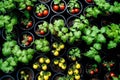 Tomato seedlings in plastic pots. View from above. Generative AI