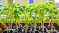 Tomato seedlings prepared for planting in the ground. Spring planting of tomatoes