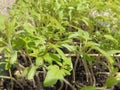 Tomato seedlings ready for planting in the garden