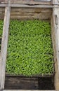 Tomato seedlings in seedbeds Royalty Free Stock Photo
