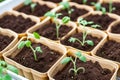 Tomato seedlings.The seedling of the bushes of tomatoes of different varieties. Sown tomatoes in cardboard peas with