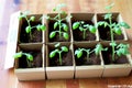 Tomato seedlings.The seedling of the bushes of tomatoes of different varieties. Sown tomatoes in cardboard peas with