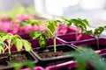 Tomato seedlings in the spring. Seedlings of tomatoes grown for the garden