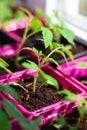 Tomato seedlings in the spring. Seedlings of tomatoes grown for the garden