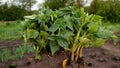 Tomato seedlings, tomatoes on the background of the ground and beds in spring. Planting tomato seedlings in spring.