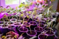 Tomato seedlings under LED growing pink lights. Sprouts in seedling tray under ultraviolet light phytolamps Royalty Free Stock Photo