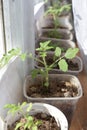 Tomato seedlings